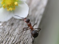 How to get rid of ants in the house