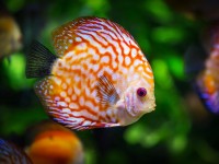 How to choose compatible fish for aquarium