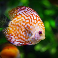 discus-fish-1943755_1920