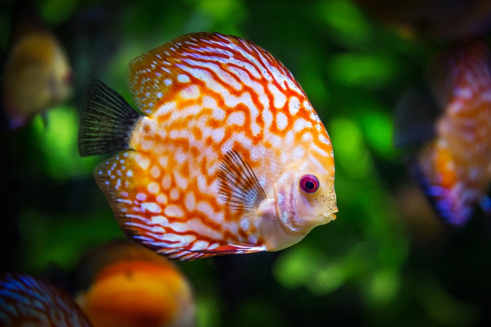 discus-fish-1943755_1920