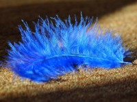 How to dry a wet carpet