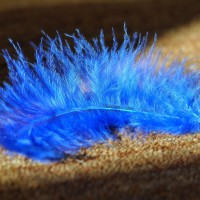 feather-657483_1920