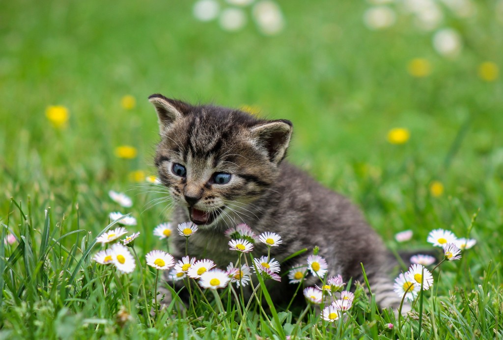 Kitten Supplies Must Haves To Get For Your Pet HireRush Blog