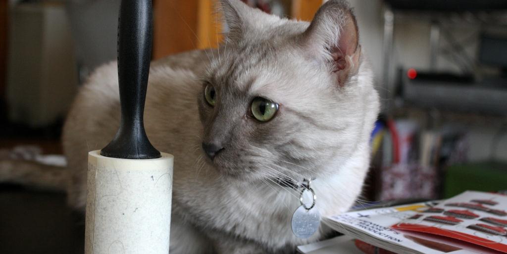 Kitten supplies must haves to get for your pet HireRush blog