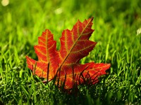 The most essential fall lawn care tips