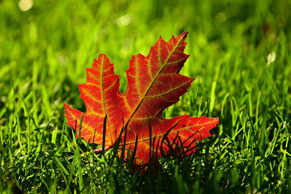 maple-leaf-3680684_1920