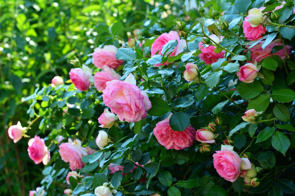 roses-3426105_1920