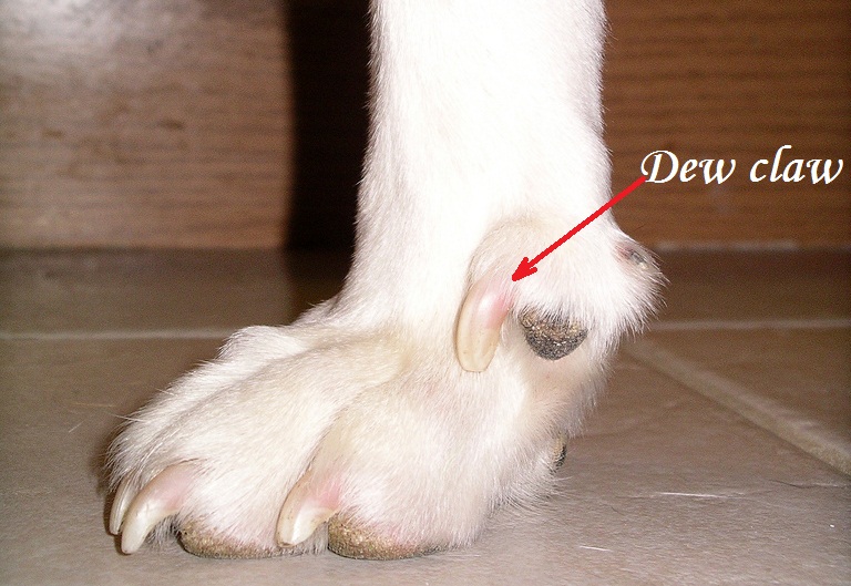 How to trim dog nails at home HireRush Blog