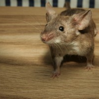 mouse-2204576_1920