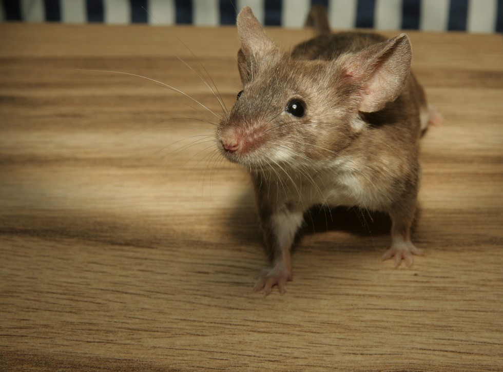 mouse-2204576_1920