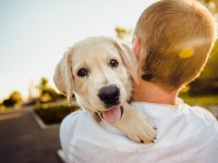 Best pets for people with allergies