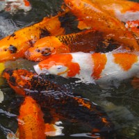 aquarium-fish-1447283_1920