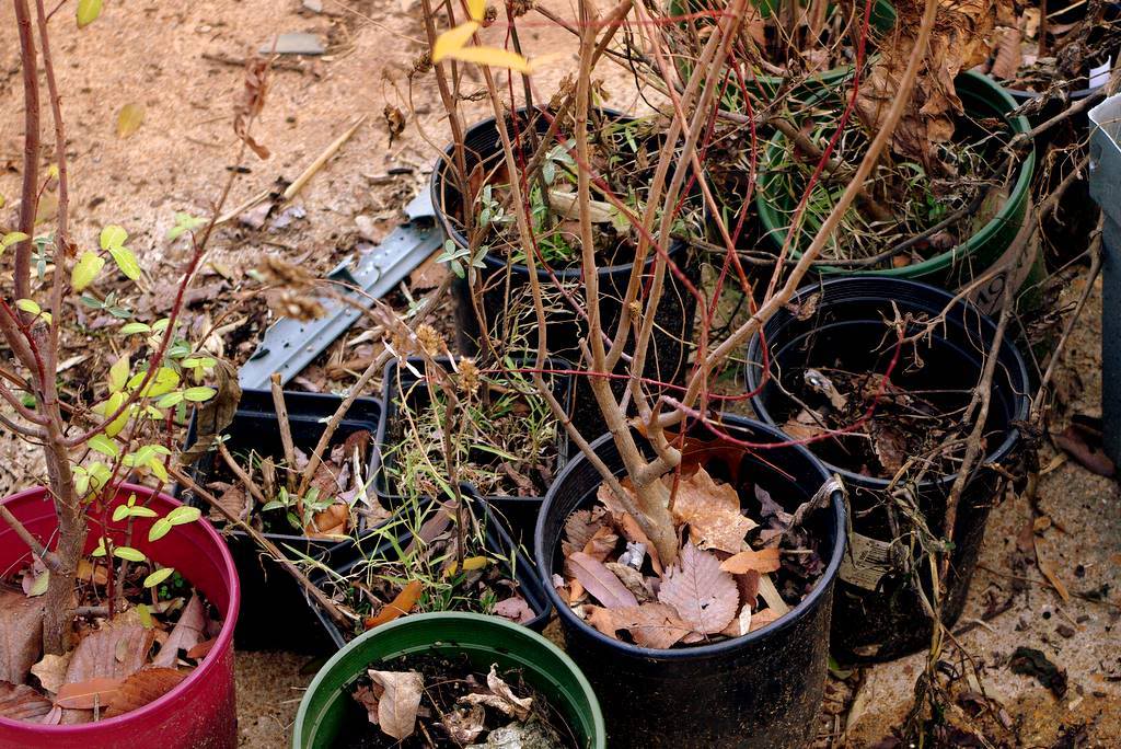 10 chores and garden ideas for spring HireRush Blog