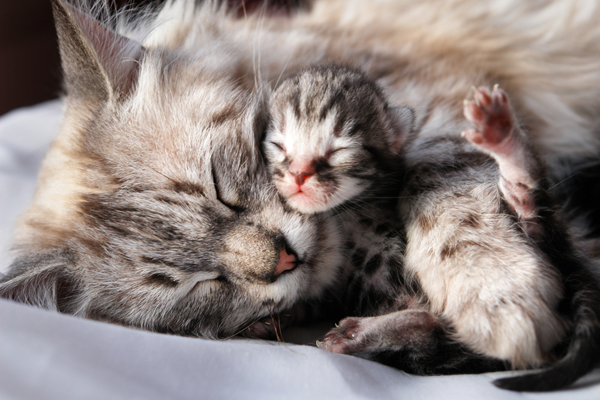 How to take care of a pregnant cat | HireRush Blog