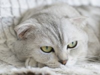 10 most essential pregnant cat care tips