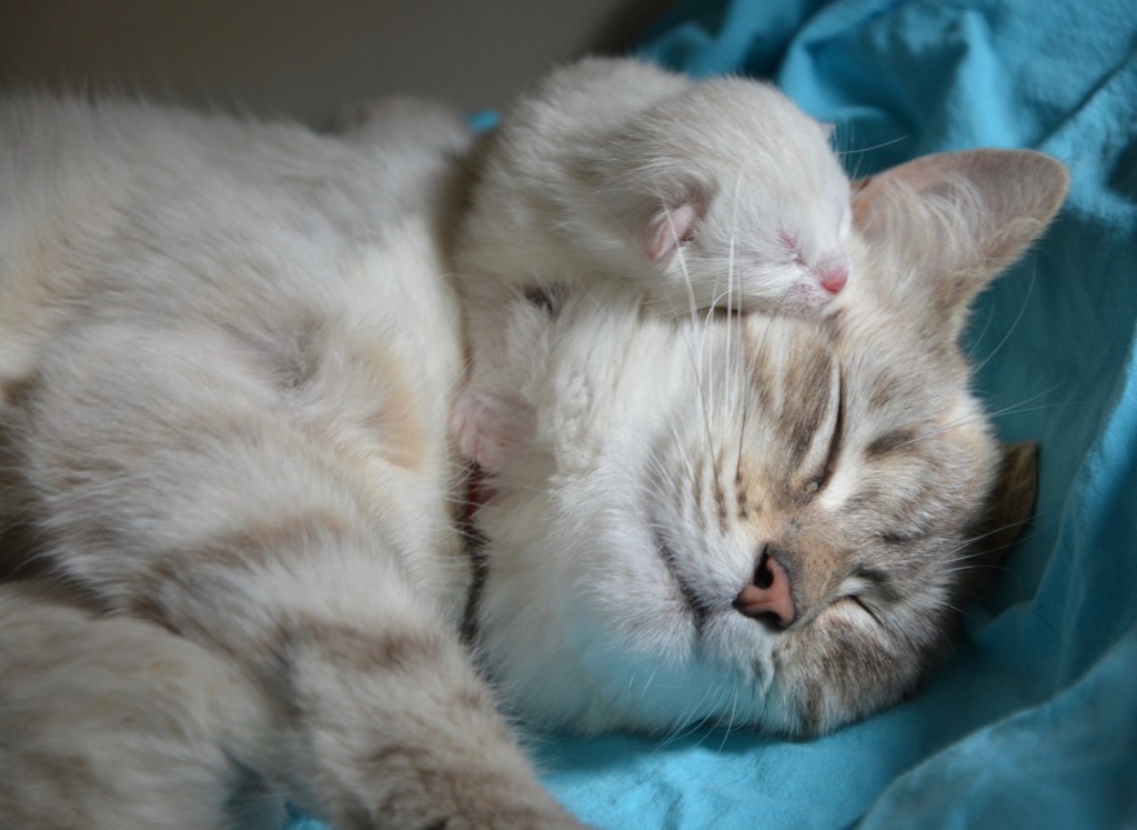 kitten-with-mom-2633283_1920