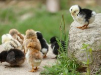 Ultimate guide to raising backyard chickens