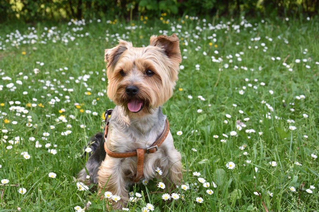 Best dogs for firsttime owners HireRush Blog