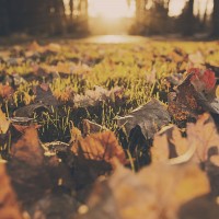 forest-meadow-leaves-autumn