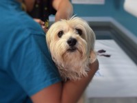Why bring your pet to the vet clinic regularly