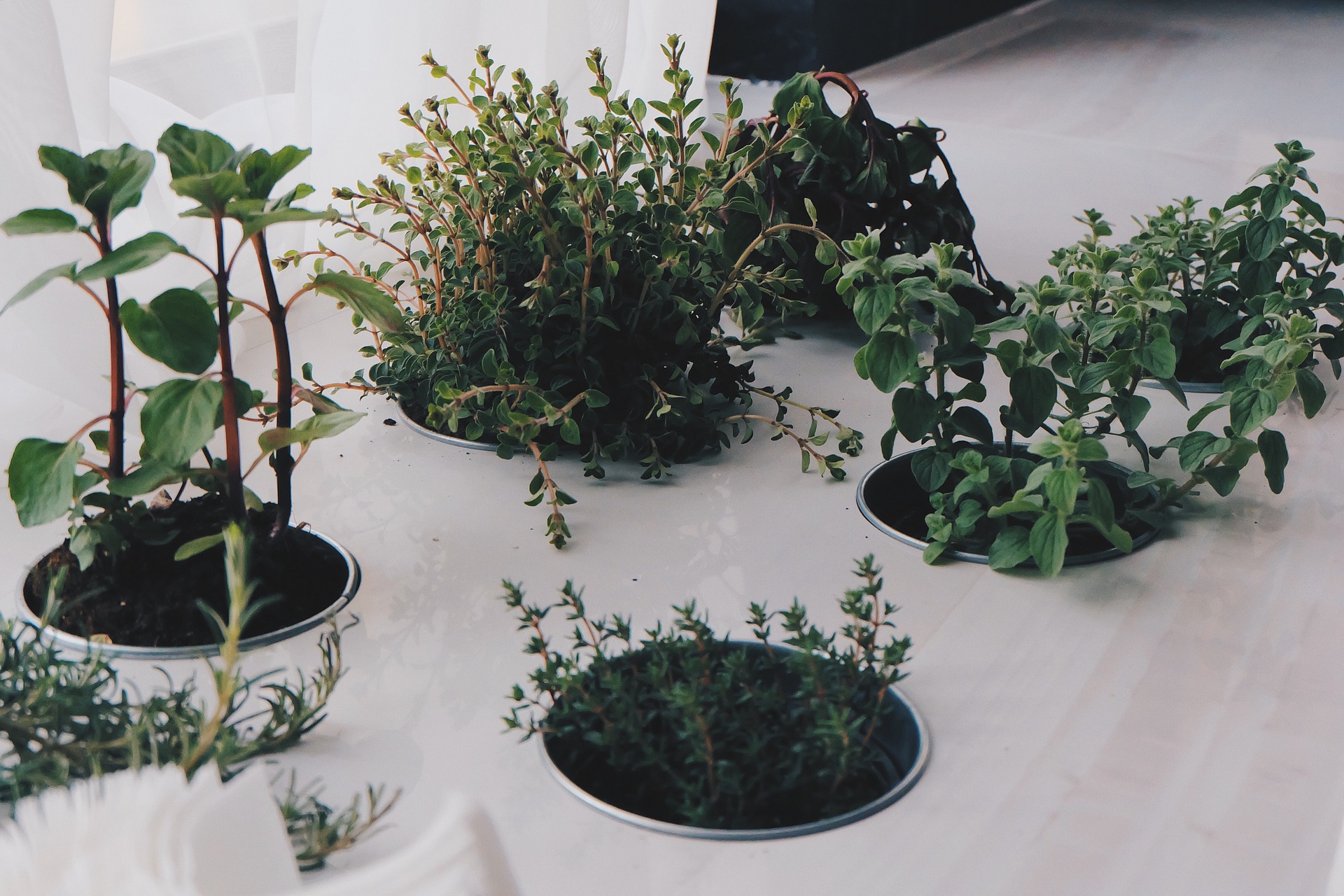 5 Easy herbs to grow at home