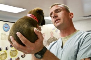 examining a puppy at a vet clinic