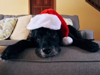 Tips on protecting your pet’s health this Christmas