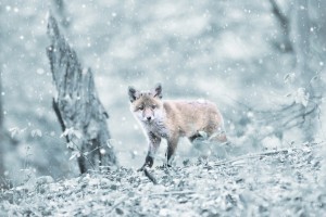 animal in winter