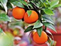 How to grow citrus trees at home