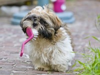 What you need to become a Pet Groomer