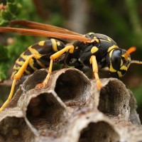 wasp-5350541_1920