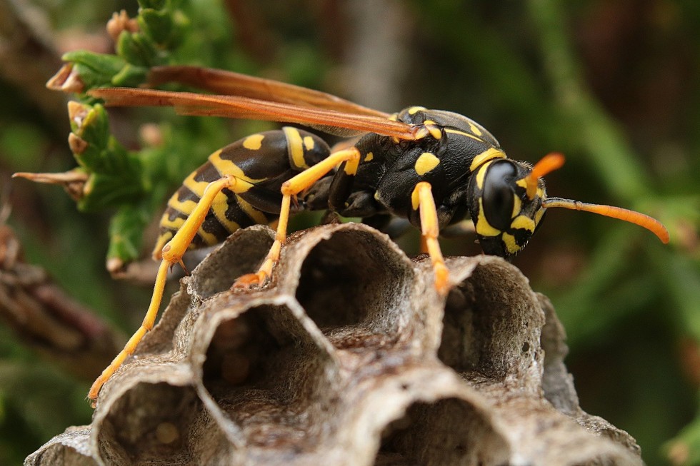 wasp-5350541_1920