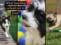 Red flags of pet daycare and boarding centers