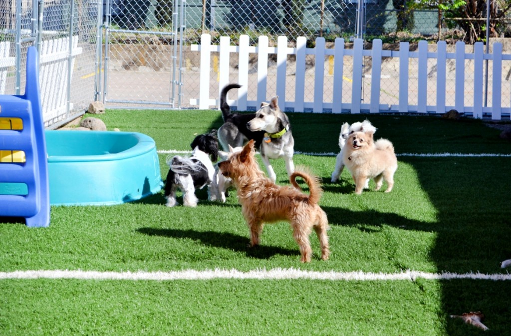 pet yard