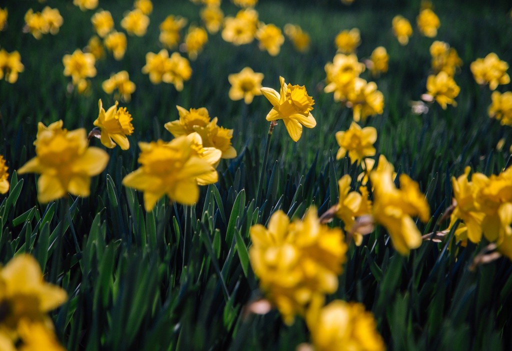 daffodils-6157253_1920