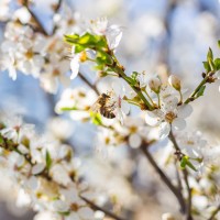 plum-blossom-6169571_1920