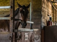 Horse boarding facilities: checklist for finding the best one