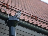 Complete Guide to Choosing Rain Gutters