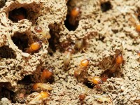 Termite control: all you should know to handle it