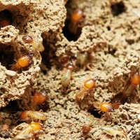 termites-3367350_1920