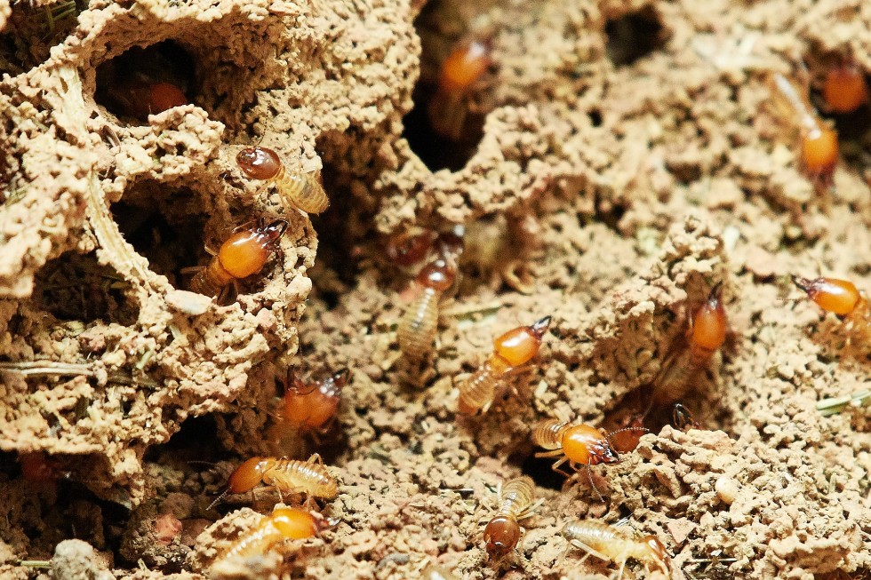 termites-3367350_1920