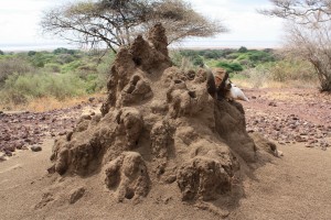 termite mound