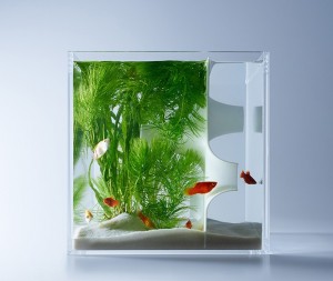 Fish-tank