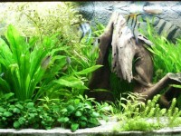 Fish tanks for dummies: essential aquarium checklist