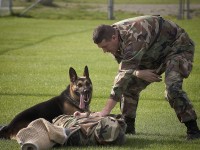 How to become a dog trainer: 5 things to begin with