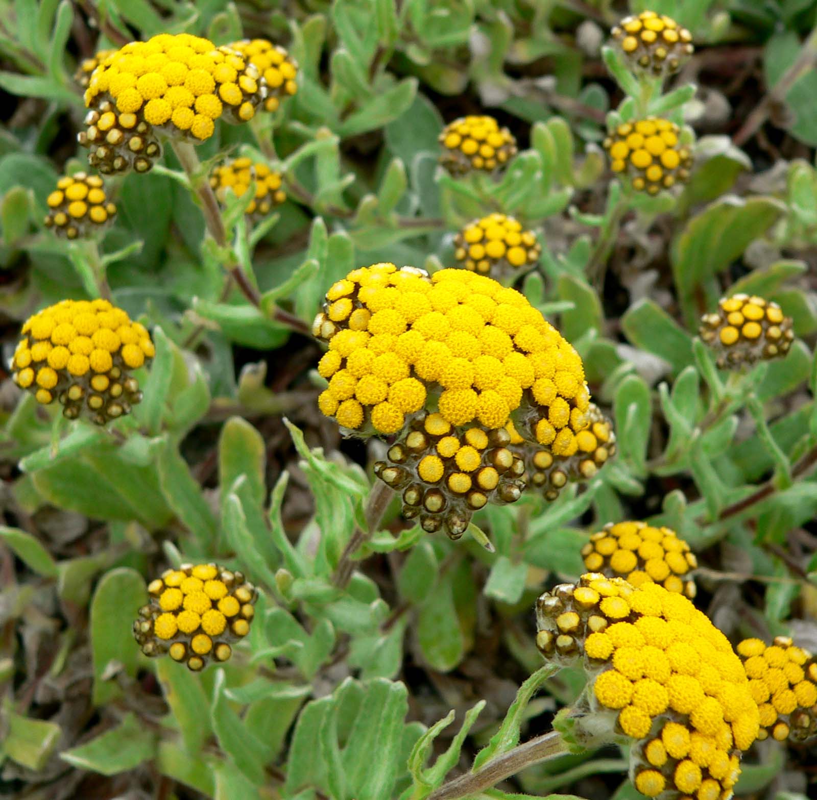 Helichrysum