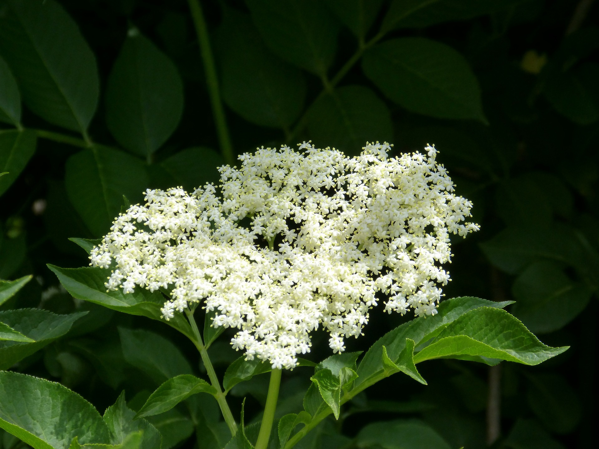 elderflower