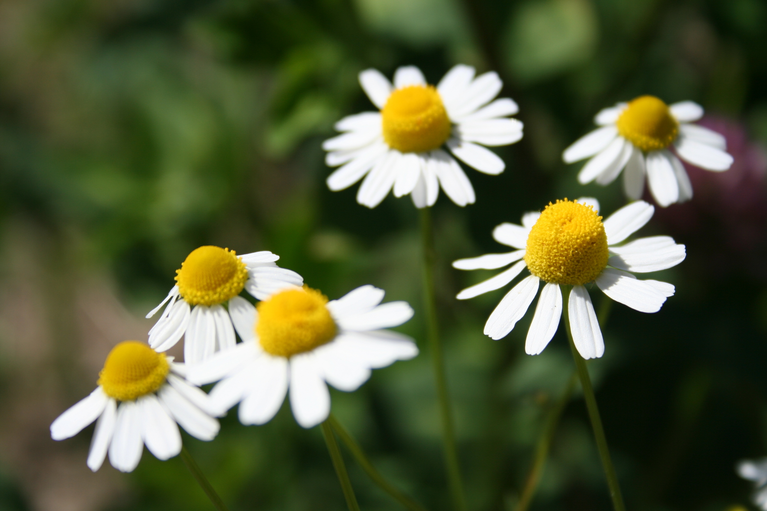 german camomile
