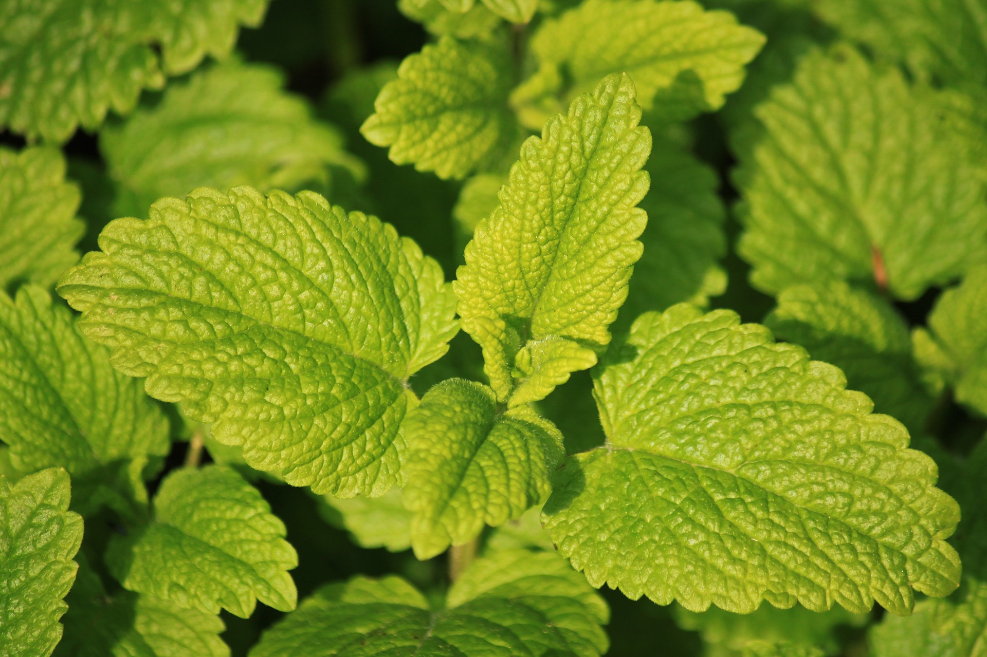 lemon-balm