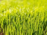The Advantages of a Lawn Irrigation System